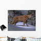 Saber-toothed Tiger Makes His Wall Decal