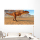 Carcharodontosaurus Dinosaur Sahara Region Wall Decal