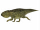 Udanoceratops Dinosaur Side Profile Wall Decal