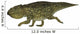 Udanoceratops Dinosaur Side Profile Wall Decal