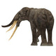 Stegotetrabelodon Primitive Elephant Rear Wall Decal
