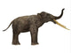 Stegotetrabelodon Primitive Elephant Side Wall Decal