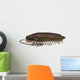 Ptychoparia Trilobite Animal Wall Decal