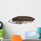 Ptychoparia Trilobite Animal Wall Decal