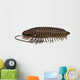 Ptychoparia Trilobite Animal Wall Decal