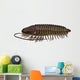 Ptychoparia Trilobite Animal Wall Decal