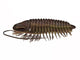 Ptychoparia Trilobite Animal Wall Decal