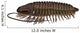 Ptychoparia Trilobite Animal Wall Decal