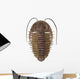 Ptychoparia Trilobite Wall Decal