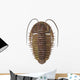 Ptychoparia Trilobite Wall Decal