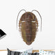 Ptychoparia Trilobite Wall Decal