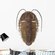 Ptychoparia Trilobite Wall Decal
