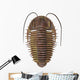 Ptychoparia Trilobite Wall Decal