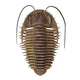 Ptychoparia Trilobite Wall Decal