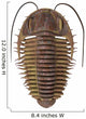 Ptychoparia Trilobite Wall Decal