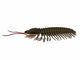 Triarthrus Trilobite Side Profile Wall Decal