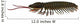 Triarthrus Trilobite Side Profile Wall Decal