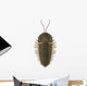 Triarthrus Trilobite Wall Decal