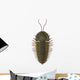 Triarthrus Trilobite Wall Decal
