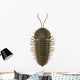 Triarthrus Trilobite Wall Decal