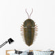 Triarthrus Trilobite Wall Decal