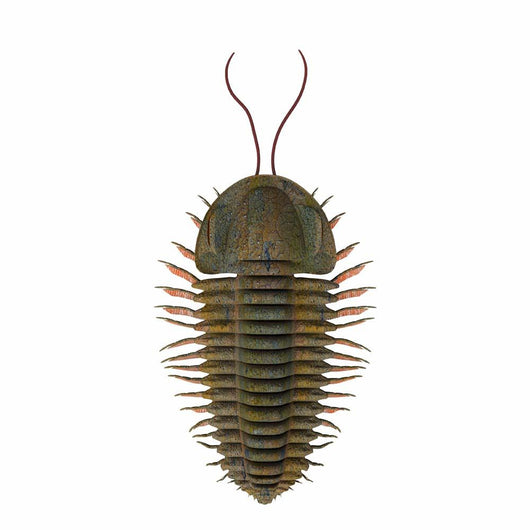 Triarthrus Trilobite Wall Decal