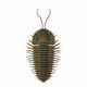 Triarthrus Trilobite Wall Decal