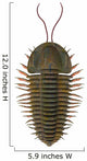 Triarthrus Trilobite Wall Decal