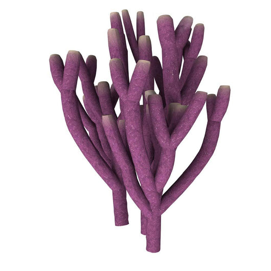 Vauxia Gracilenta Sponge Illustration Wall Decal
