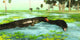 Uberabasuchus Reptiles Catch Fish Wall Decal