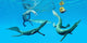 Mesosaurus Reptiles Chase after Wall Decal