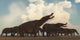 Platybelodon Herd Gathers Plains Wall Decal