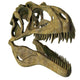 Acrocanthosaurus Dinosaur Fossil Head Wall Decal