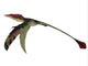 Eudimorphodon Side Profile Wall Decal