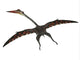 Quetzalcoatlus Flying Pterosaur Wall Decal