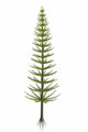 Calamites Plant from Carboniferous Wall Decal