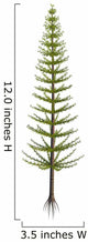 Calamites Plant from Carboniferous Wall Decal