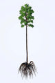 Prehistoric Era Cordaites Plant Wall Decal