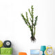 Dicroidium Seed Plant from Wall Decal