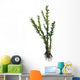 Dicroidium Seed Plant from Wall Decal