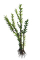 Dicroidium Seed Plant from Wall Decal