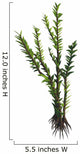 Dicroidium Seed Plant from Wall Decal