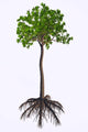 Extinct Glossopteris Plant White Wall Decal