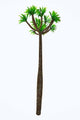 Pachypodium Arboreal Plant White Wall Decal
