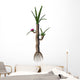 Prehistoric Williamsonia Plant from Wall Decal
