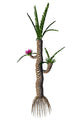 Prehistoric Williamsonia Plant from Wall Decal