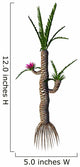 Prehistoric Williamsonia Plant from Wall Decal