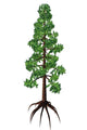 Wollemia Coniferous Tree White Wall Decal