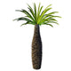 African Bottle Tree Pachypodium Wall Decal