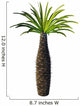 African Bottle Tree Pachypodium Wall Decal